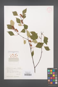 Betula litwinowii [KOR 32043]