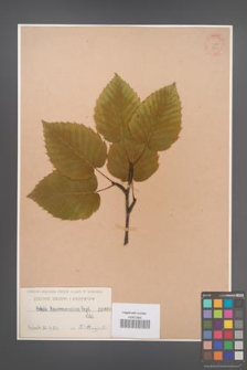 Betula maximowicziana [KOR 606]