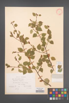 Betula microphylla [KOR 12162]