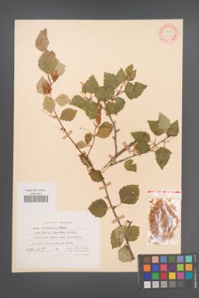 Betula microphylla [KOR 12167]