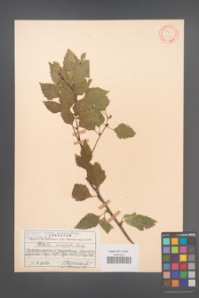 Betula microphylla [KOR 12164]