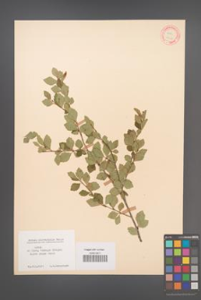 Betula microphylla [KOR 12163]