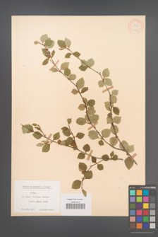 Betula microphylla [KOR 12169]