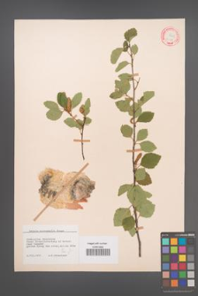 Betula microphylla [KOR 12175]
