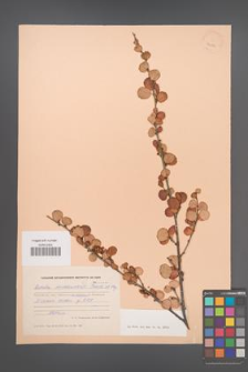 Betula middendorffi [KOR 24089]
