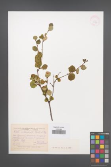 Betula middendorffi [KOR 42927]