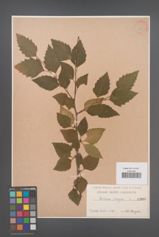 Betula nigra [KOR 600]