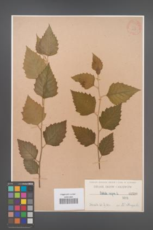 Betula nigra [KOR 598]