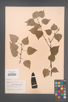 Betula obscura [KOR 2339]