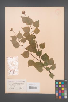 Betula obscura [KOR 2291]