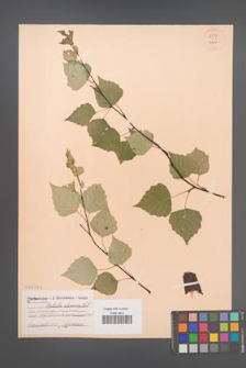 Betula obscura [KOR 54271]