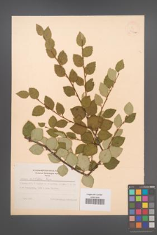 Betula ovalifolia [KOR 12203a]