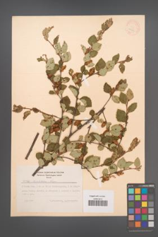 Betula ovalifolia [KOR 12203]