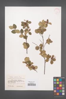 Betula ovalifolia [KOR 32066]