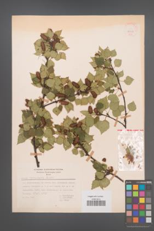 Betula oycoviensis [KOR 48047]