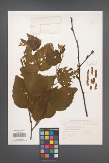 Betula papyrifera [KOR 33844]