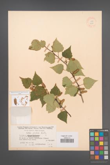 Betula pendula [KOR 12244]