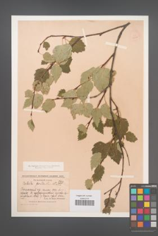 Betula pendula [KOR 12257]