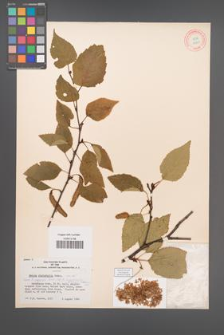 Betula platyphylla [KOR 12210]