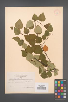 Betula platyphylla [KOR 12207]
