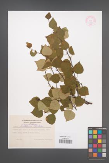 Betula platyphylla [KOR 44085]