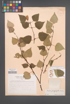 Betula platyphylla [KOR 28247]