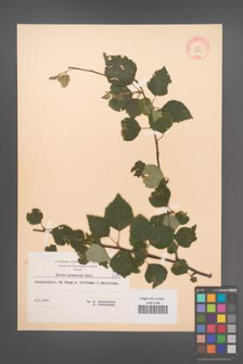Betula pubescens [KOR 8137]
