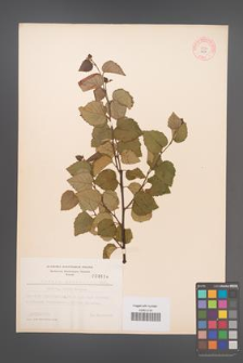 Betula pubescens [KOR 3684]