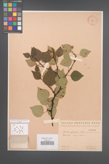 Betula pubescens [KOR 1885]