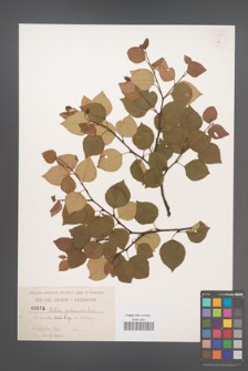 Betula pubescens [KOR 54295]