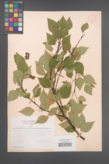 Betula pubescens [KOR 48050]