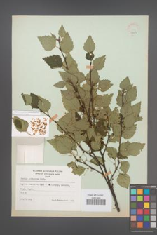 Betula pubescens [KOR 48054]