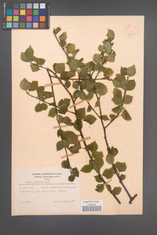 Betula pubescens [KOR 48074]