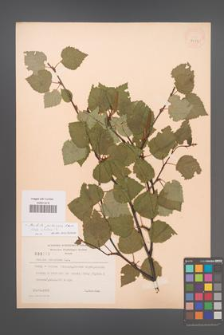 Betula pubescens [KOR 3159]