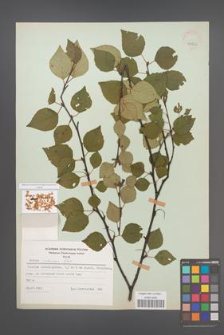 Betula pubescens [KOR 48062]