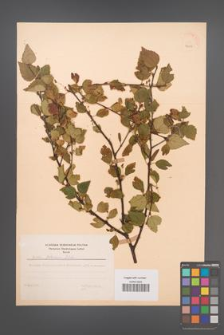Betula pubescens [KOR 48064]
