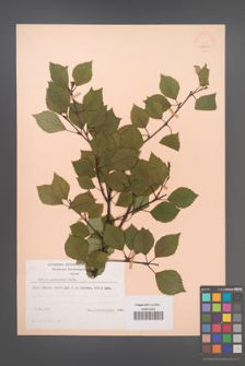 Betula pubescens [KOR 48060]