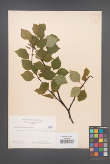 Betula pubescens [KOR 48059]