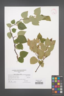 Betula pubescens [KOR 42342]