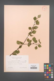 Betula pubescens [KOR 7336]