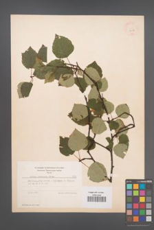 Betula pubescens [KOR 7958]