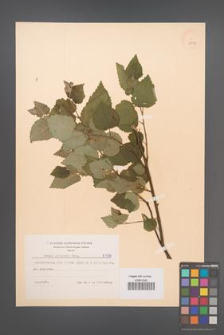Betula pubescens [KOR 8138]