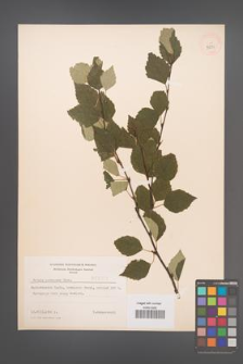 Betula pubescens [KOR 3809]
