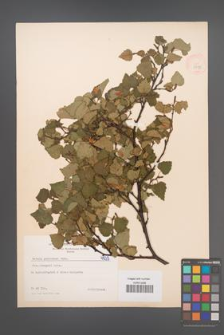 Betula pubescens [KOR 4935]