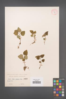 Betula pubescens [KOR 54308]