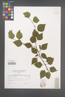 Betula pubescens [KOR 39727]