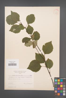 Betula pubescens [KOR 7649]