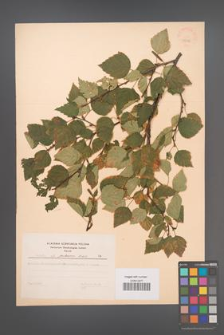 Betula pubescens [KOR 48046]