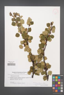 Betula pubescens [KOR 46322]