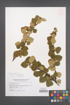 Betula pubescens [KOR 46366]